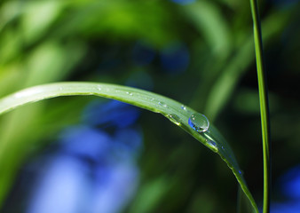 drop of dew