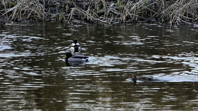 patos en rio