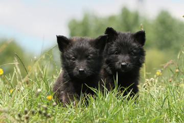 deux chiots bergers hollandais mignons