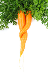 Pair of carrots