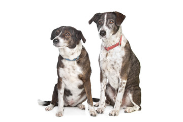 two brown and white mixed breed dogs