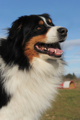 australian shepherd