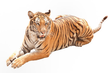 Asia tiger
