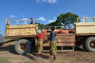 Foto op Aluminium Afrikaanse boerenvrouwen © africa