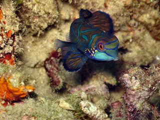 pesce mandarino