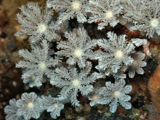 corallo molle © paulreds