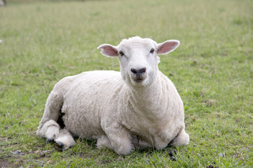 Naklejka na ściany i meble Sheep on the grass