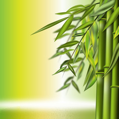 Fototapeta na wymiar Bamboo still life