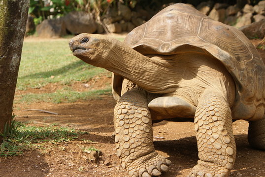 Giant tortoise close to you