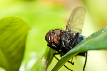 fly