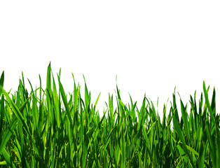 Fototapeta premium green grass