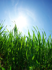 Obraz premium green lawn