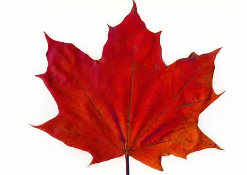 red mapple leaf