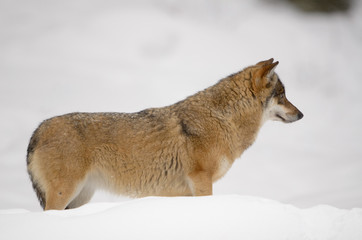 Eurasischer Wolf, Gray Wolf, Canis lupus