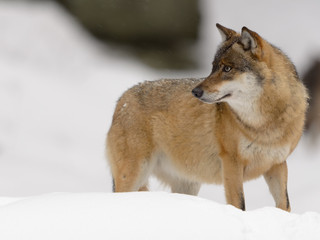 Naklejka premium Eurasischer Wolf, Gray Wolf, Canis lupus
