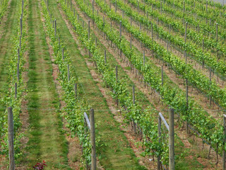 Winery grapevines