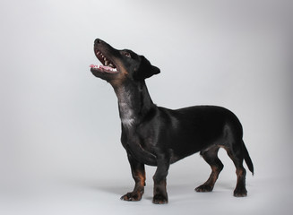 black little dachshund dog on gray background
