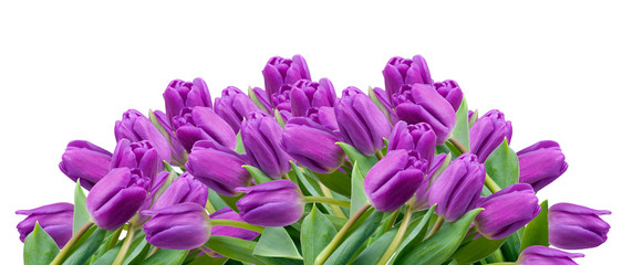 Lila Tulpen