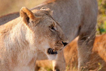 Fototapeta na wymiar African Lioness w Masai Mara National Park, Kenia