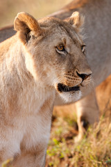 African Lioness in the Maasai Mara National Park, Kenya 