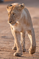 Lioness in the Maasai Mara National Park, Kenya
