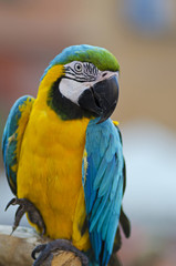 Parrot - Blue-and-Yellow Macaw