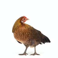 Chicken looking beside