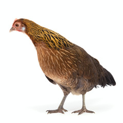 Chicken looking for feed