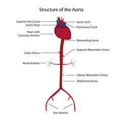 structure of the aorta vector illustration - obrazy, fototapety, plakaty