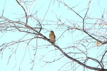 American Tree Sparrow Singing From A Bare Branch