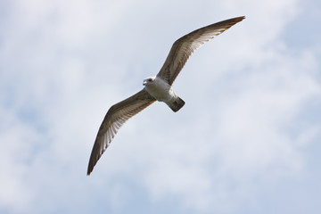 Ring-billed Gull, Larus delawarensis, in flight