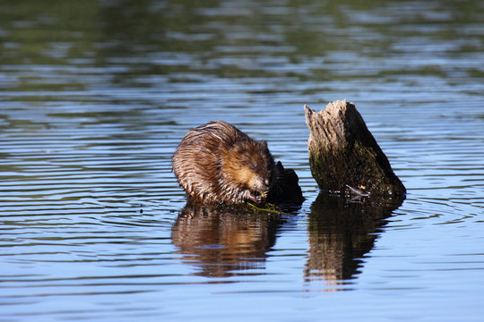 muskrat eats algae in the middle of the water