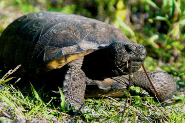 gopher tortoise eating