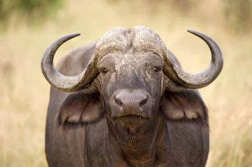 Fototapeten Büffel, Amboseli-Nationalpark © forcdan