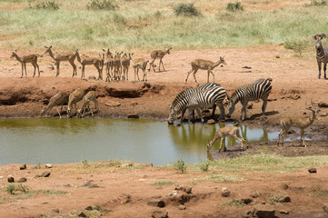 Obraz na płótnie Canvas Zebry, Tsavo East National Park