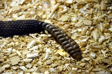 Rattlesnake Serpente a sonagli
