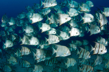 A school of Atlantic Spadefish over a coral reef.