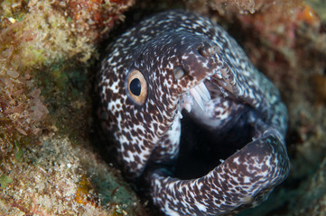 Spotted Moray Eel on a coral reef.