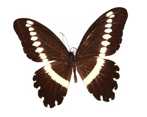 Brown and yellow butterfly