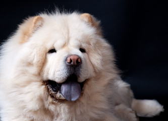 beau Chow-chow blanc qui tire la langue
