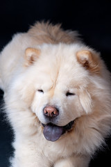 beau Chow-chow blanc
