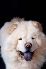 Chow-chow blanc tirant la langue