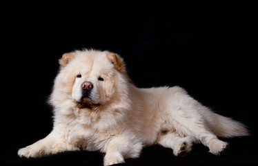 Chow-chow couché blanc sur fond noir