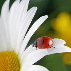 Foto op Plexiglas rood lieveheersbeestje op bloemblaadje © Chepko Danil