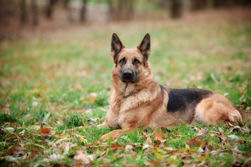 German Shepard