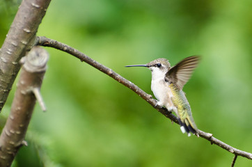 Ruby-Throated Hummingbird Perched in a Tree