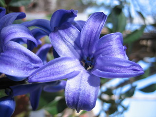 fiore viola