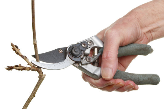 Secateurs Pruning