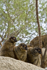 Obraz premium Group of brown lemurs standing in a rock