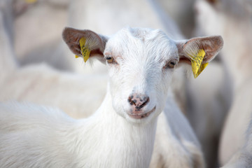 Fototapeta premium Domestic goat